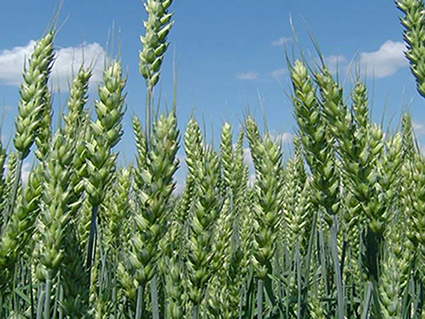 Характеристики сорта озимой пшеницы Сила