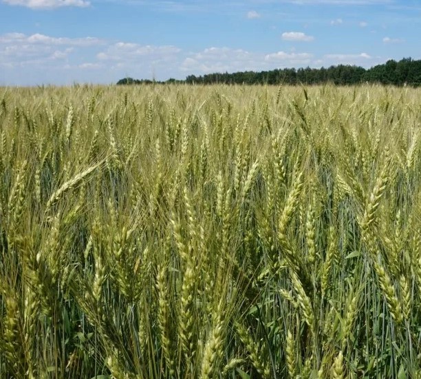 купить семена озимой пшеницы в Крыму